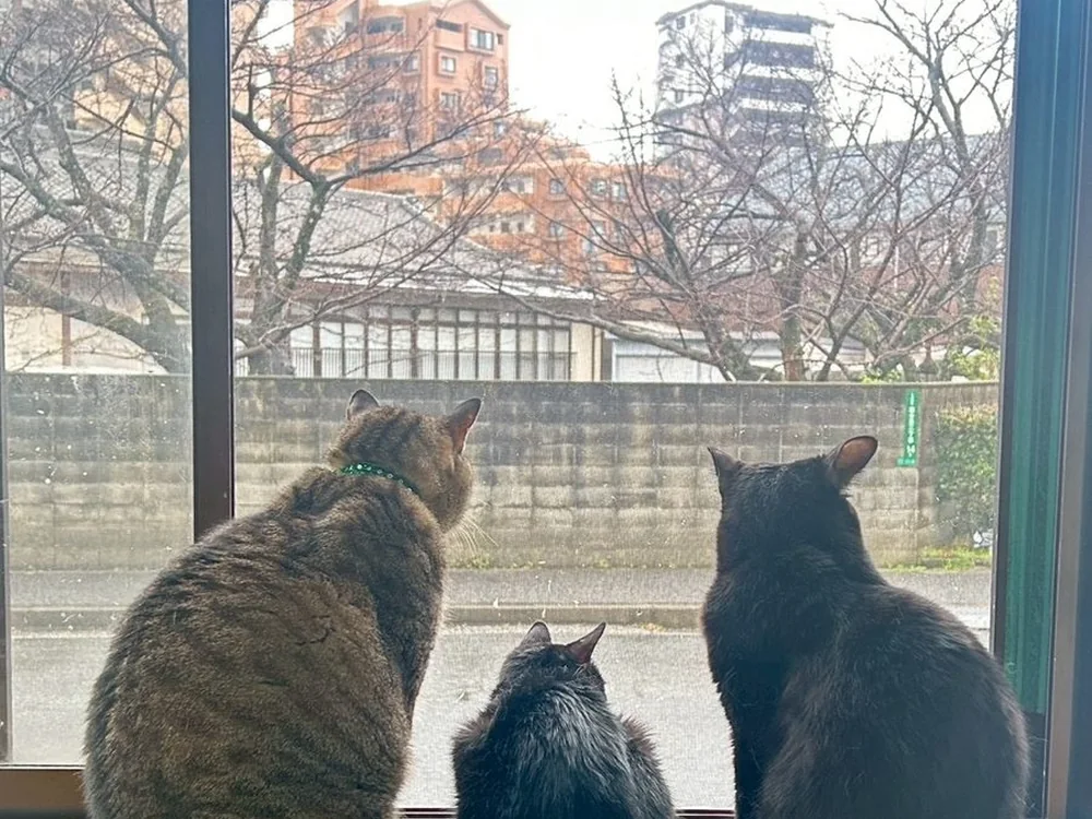 窓辺で外を眺める保護猫たち