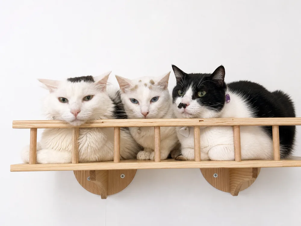 棚でくつろぐ保護猫たち