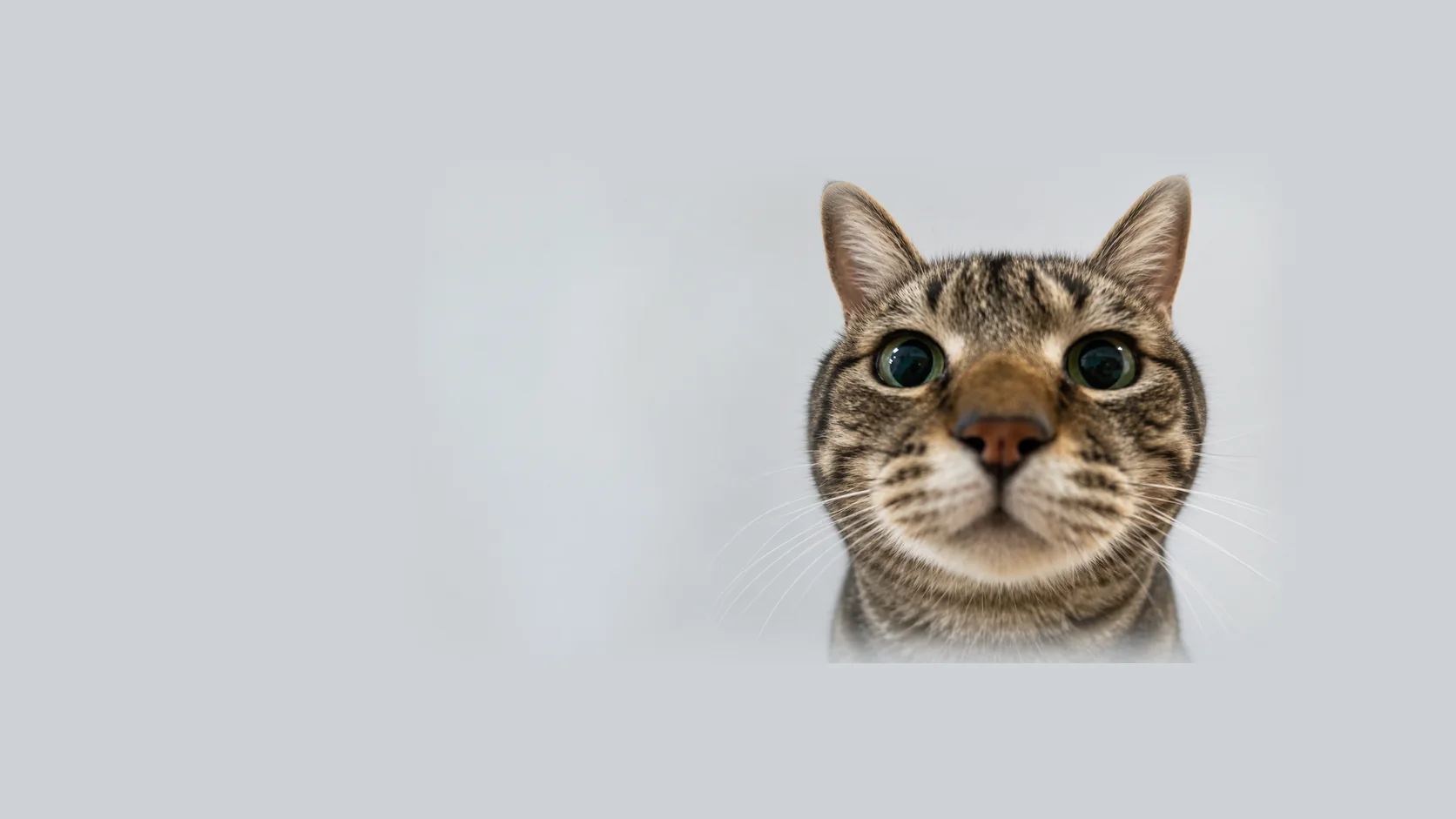 こちらを見つめる保護猫