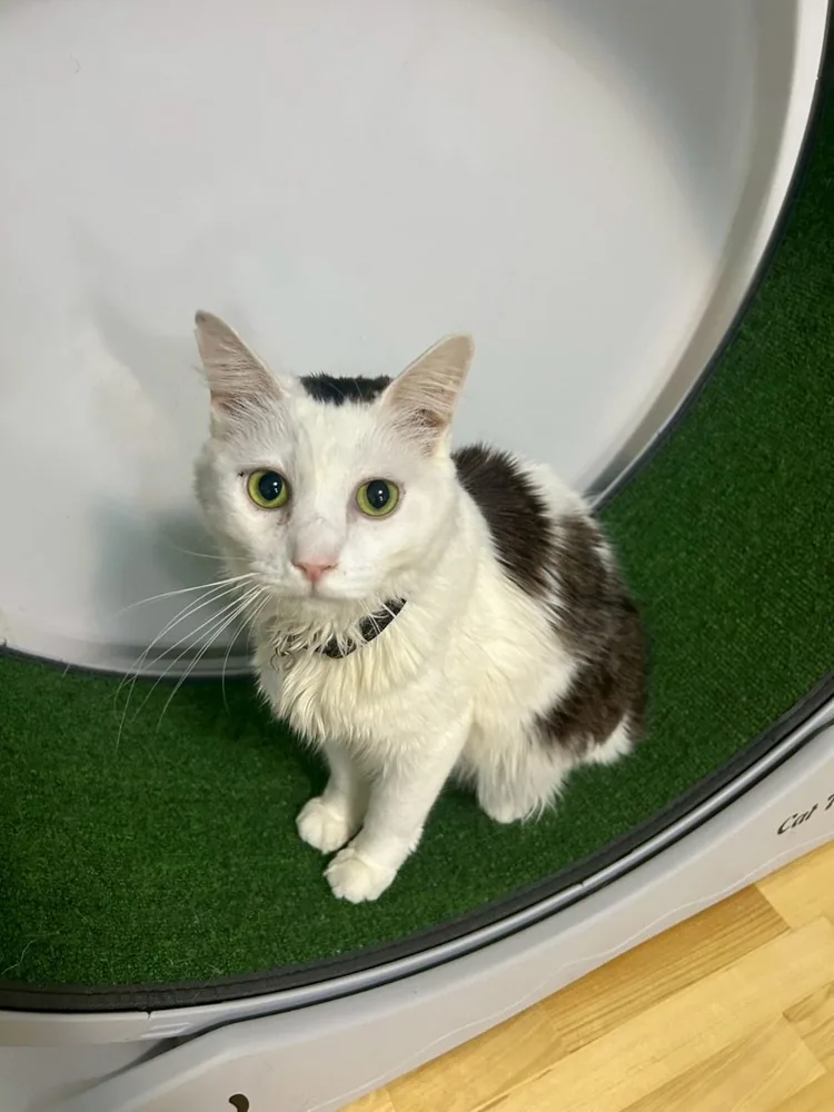 ぷここん家で暮らす保護猫