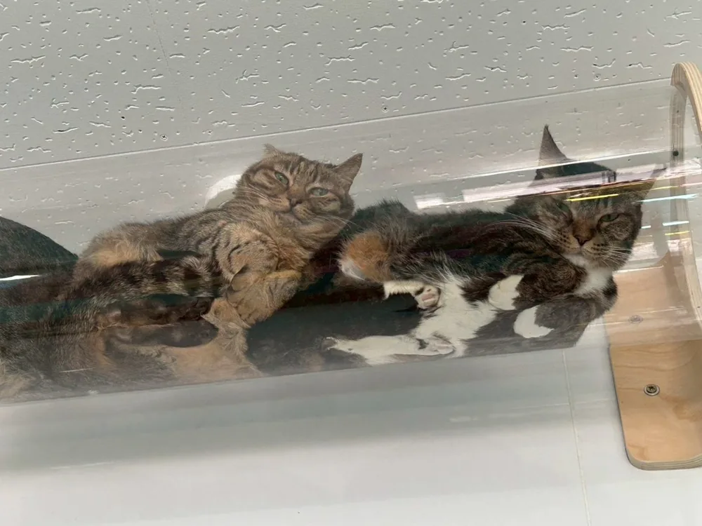 ブランケットの上で休む保護猫