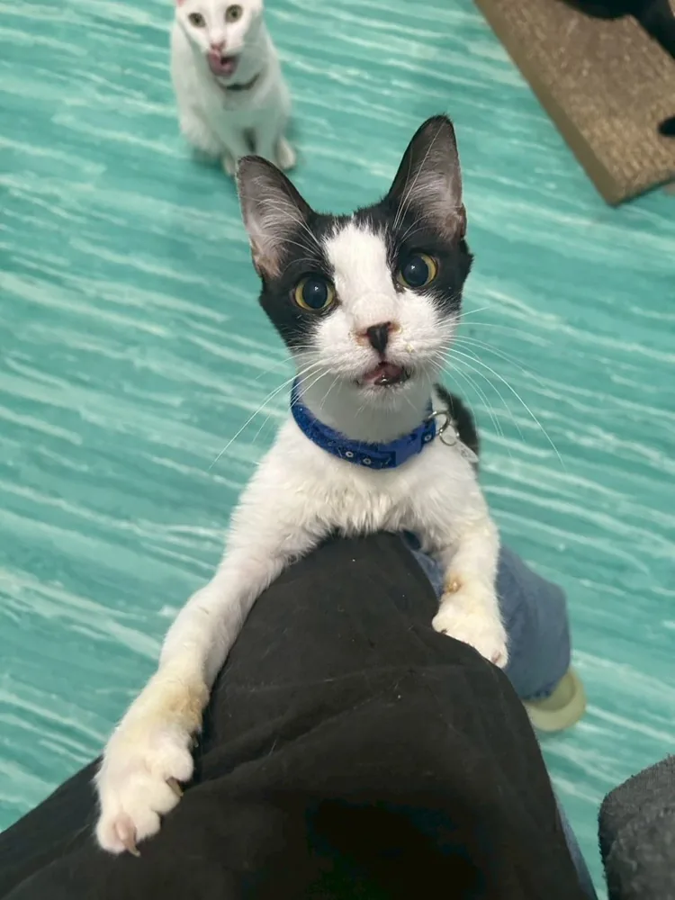こちらを見上げる保護猫