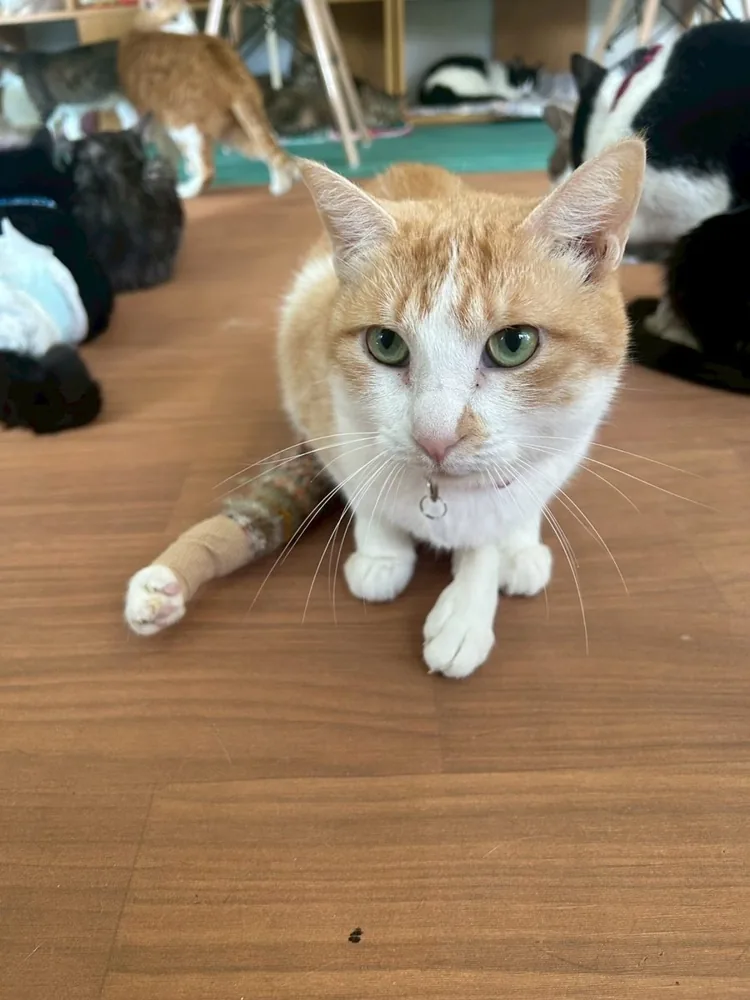 床でくつろぐ茶白の保護猫