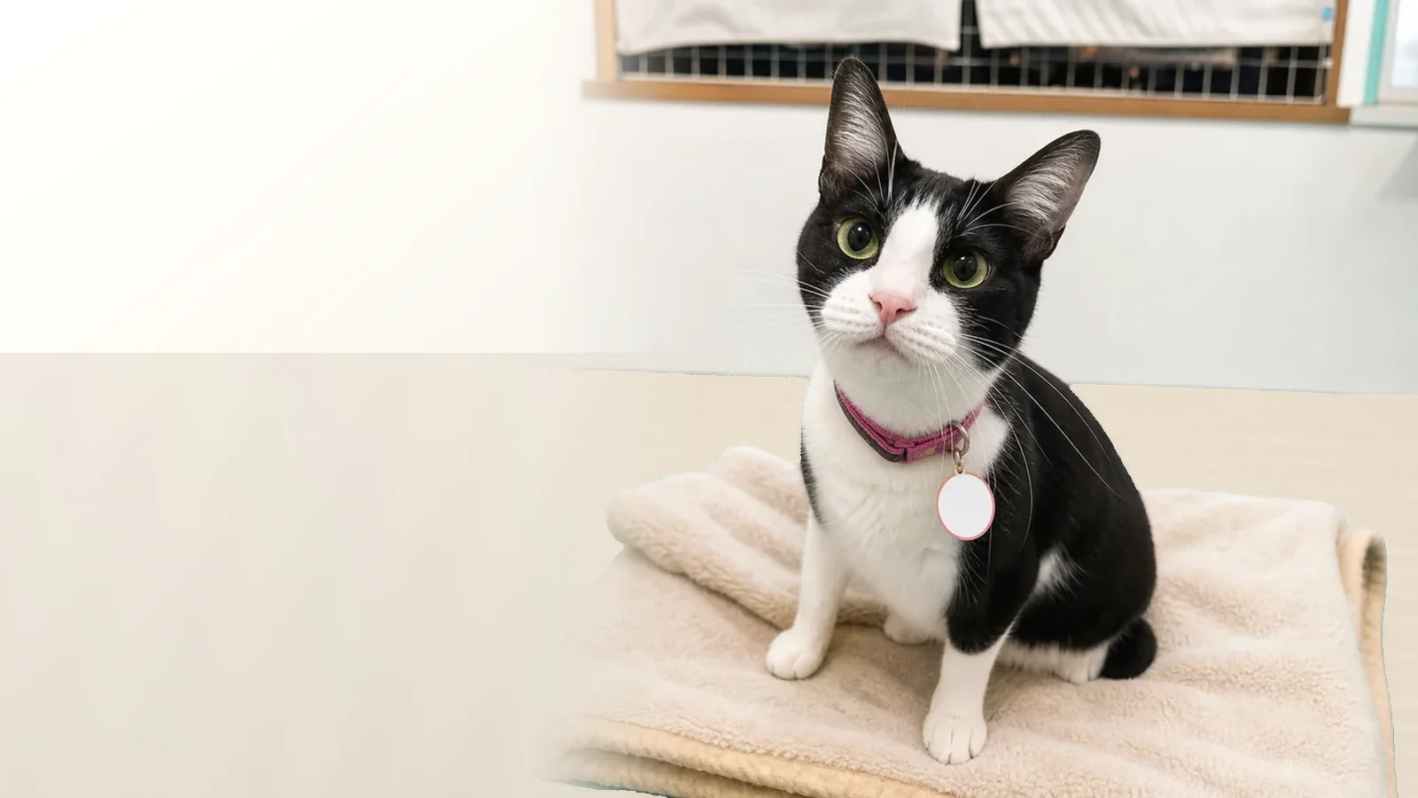 やわらかいブランケットでくつろぐ猫