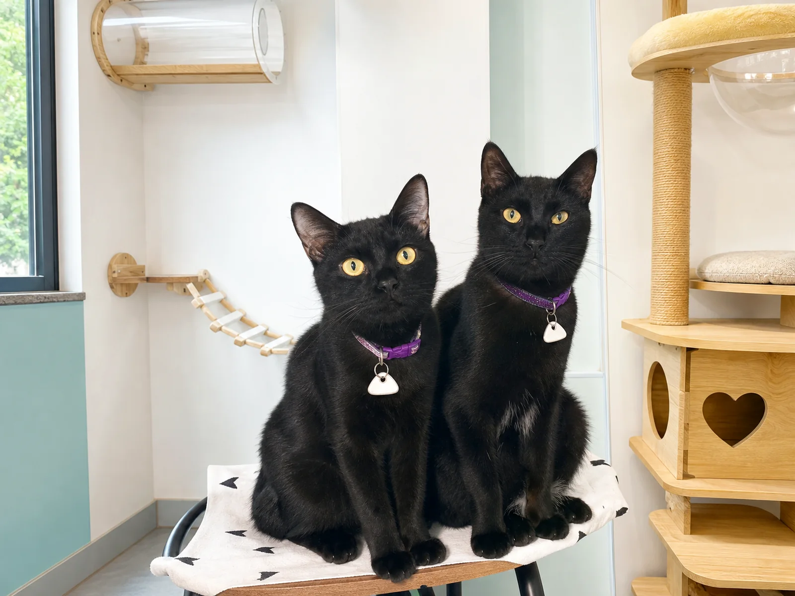 ぷここん家で穏やかに過ごす2匹の保護猫