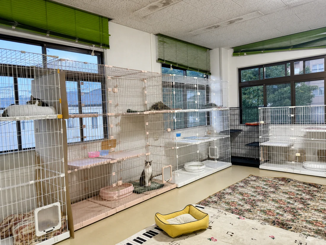 窓際にケージが並ぶ、明るい猫専用ルーム