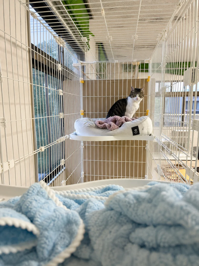 ケージの中でくつろぐ猫